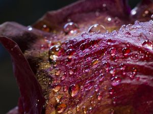 Preview wallpaper drops, petals, surface