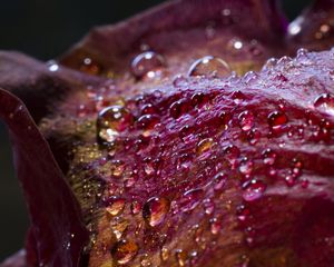 Preview wallpaper drops, petals, surface