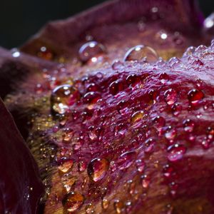 Preview wallpaper drops, petals, surface