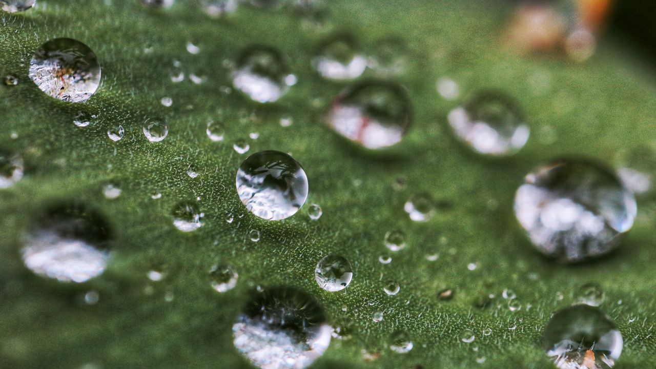 Wallpaper drops, rain, dew, leaf, macro