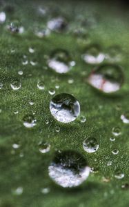 Preview wallpaper drops, rain, dew, leaf, macro