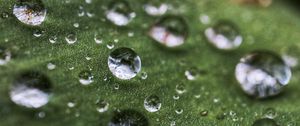 Preview wallpaper drops, rain, dew, leaf, macro