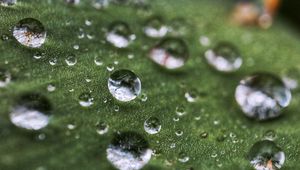 Preview wallpaper drops, rain, dew, leaf, macro