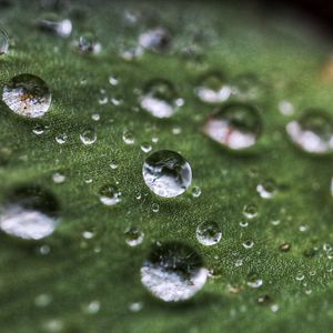 Preview wallpaper drops, rain, dew, leaf, macro