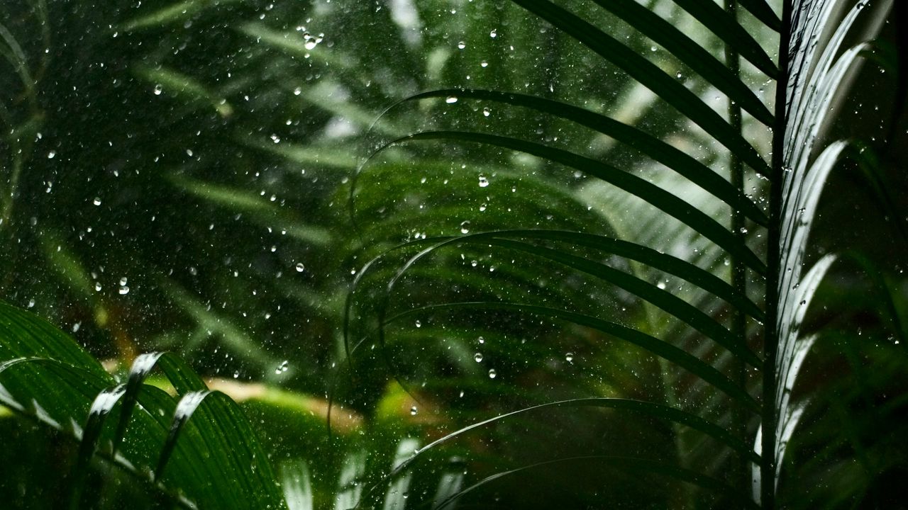 Wallpaper drops, rain, leaves, macro, tropics