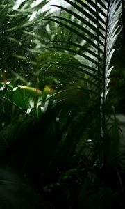 Preview wallpaper drops, rain, leaves, macro, tropics