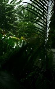 Preview wallpaper drops, rain, leaves, macro, tropics