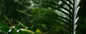 Preview wallpaper drops, rain, leaves, macro, tropics