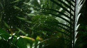 Preview wallpaper drops, rain, leaves, macro, tropics