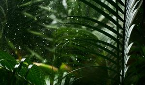 Preview wallpaper drops, rain, leaves, macro, tropics