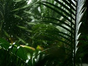 Preview wallpaper drops, rain, leaves, macro, tropics