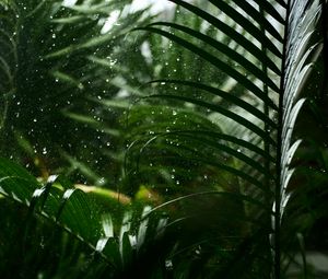 Preview wallpaper drops, rain, leaves, macro, tropics