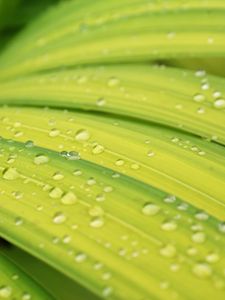 Preview wallpaper drops, rain, macro, leaves, green