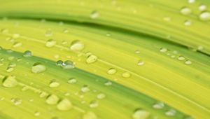 Preview wallpaper drops, rain, macro, leaves, green