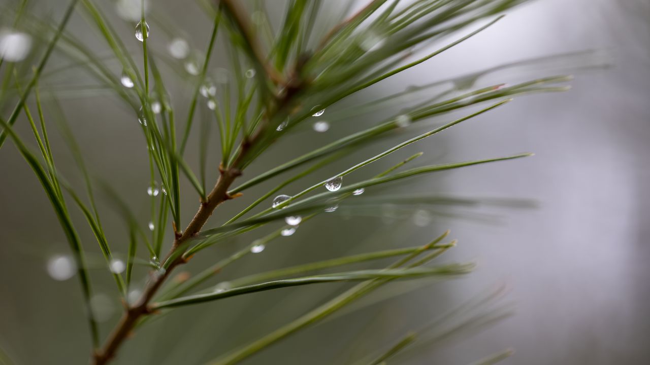Wallpaper drops, rain, pine needles, branch, macro, blur
