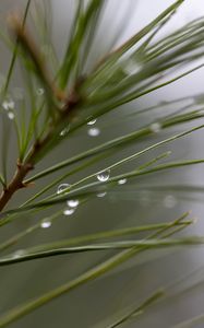 Preview wallpaper drops, rain, pine needles, branch, macro, blur