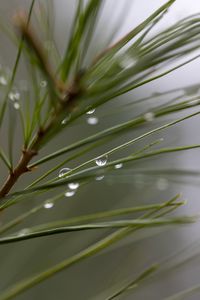 Preview wallpaper drops, rain, pine needles, branch, macro, blur