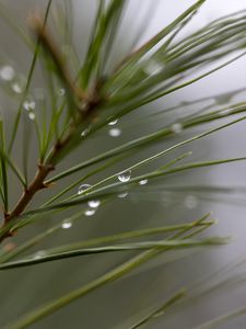 Preview wallpaper drops, rain, pine needles, branch, macro, blur