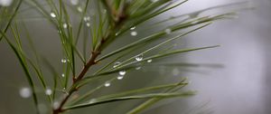 Preview wallpaper drops, rain, pine needles, branch, macro, blur