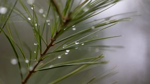 Preview wallpaper drops, rain, pine needles, branch, macro, blur