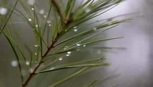 Preview wallpaper drops, rain, pine needles, branch, macro, blur