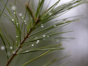 Preview wallpaper drops, rain, pine needles, branch, macro, blur