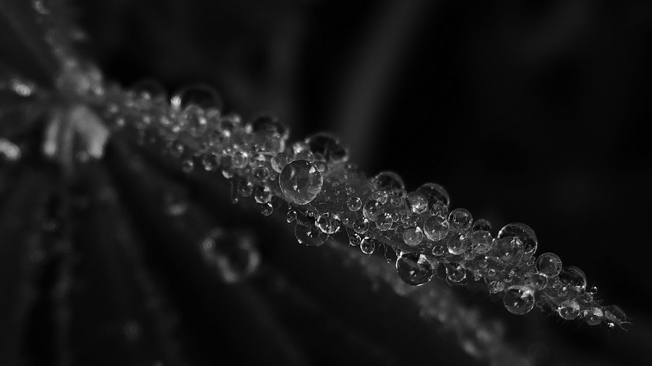 Wallpaper drops, rain, sheet, black and white, macro