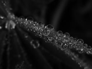 Preview wallpaper drops, rain, sheet, black and white, macro