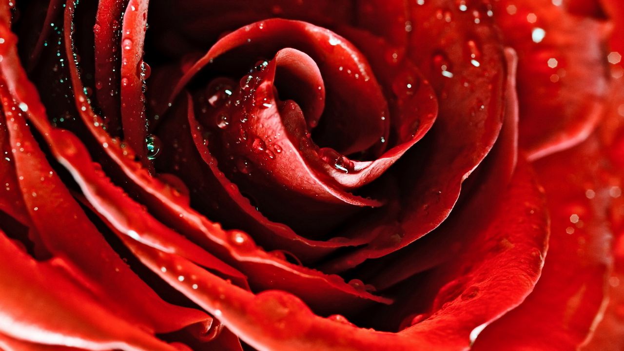 Wallpaper drops, red rose, flower, petals, bud