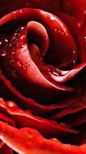 Preview wallpaper drops, red rose, flower, petals, bud