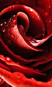 Preview wallpaper drops, red rose, flower, petals, bud