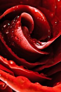 Preview wallpaper drops, red rose, flower, petals, bud