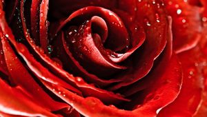 Preview wallpaper drops, red rose, flower, petals, bud