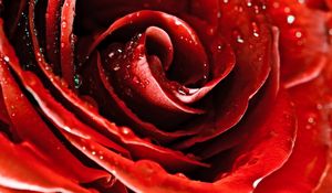 Preview wallpaper drops, red rose, flower, petals, bud