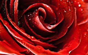 Preview wallpaper drops, red rose, flower, petals, bud