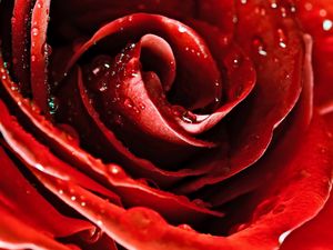 Preview wallpaper drops, red rose, flower, petals, bud