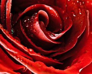 Preview wallpaper drops, red rose, flower, petals, bud