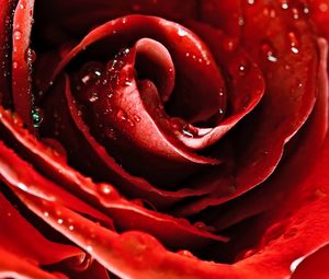 Preview wallpaper drops, red rose, flower, petals, bud