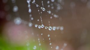 Preview wallpaper drops, spider web, macro, wet