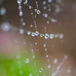 Preview wallpaper drops, spider web, macro, wet
