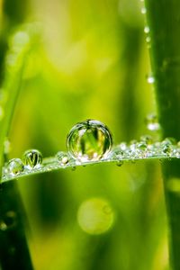 Preview wallpaper drops, water, dew, blur, macro, green