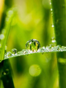 Preview wallpaper drops, water, dew, blur, macro, green