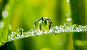 Preview wallpaper drops, water, dew, blur, macro, green