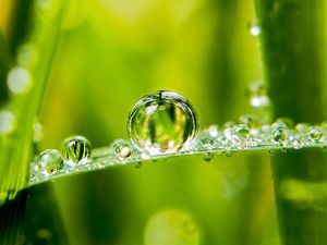 Preview wallpaper drops, water, dew, blur, macro, green