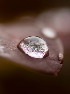 Preview wallpaper drops, water, dew, leaves, macro