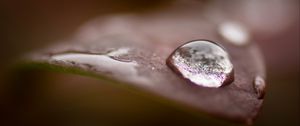 Preview wallpaper drops, water, dew, leaves, macro