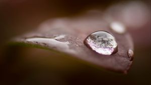 Preview wallpaper drops, water, dew, leaves, macro