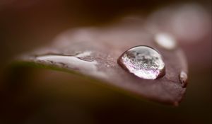 Preview wallpaper drops, water, dew, leaves, macro