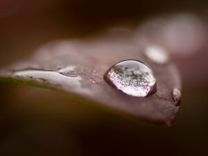 Preview wallpaper drops, water, dew, leaves, macro