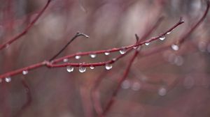 Preview wallpaper drops, water, fall, rain, branch